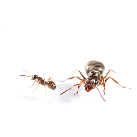 Formica montana Prairie Field Ant canada-colony