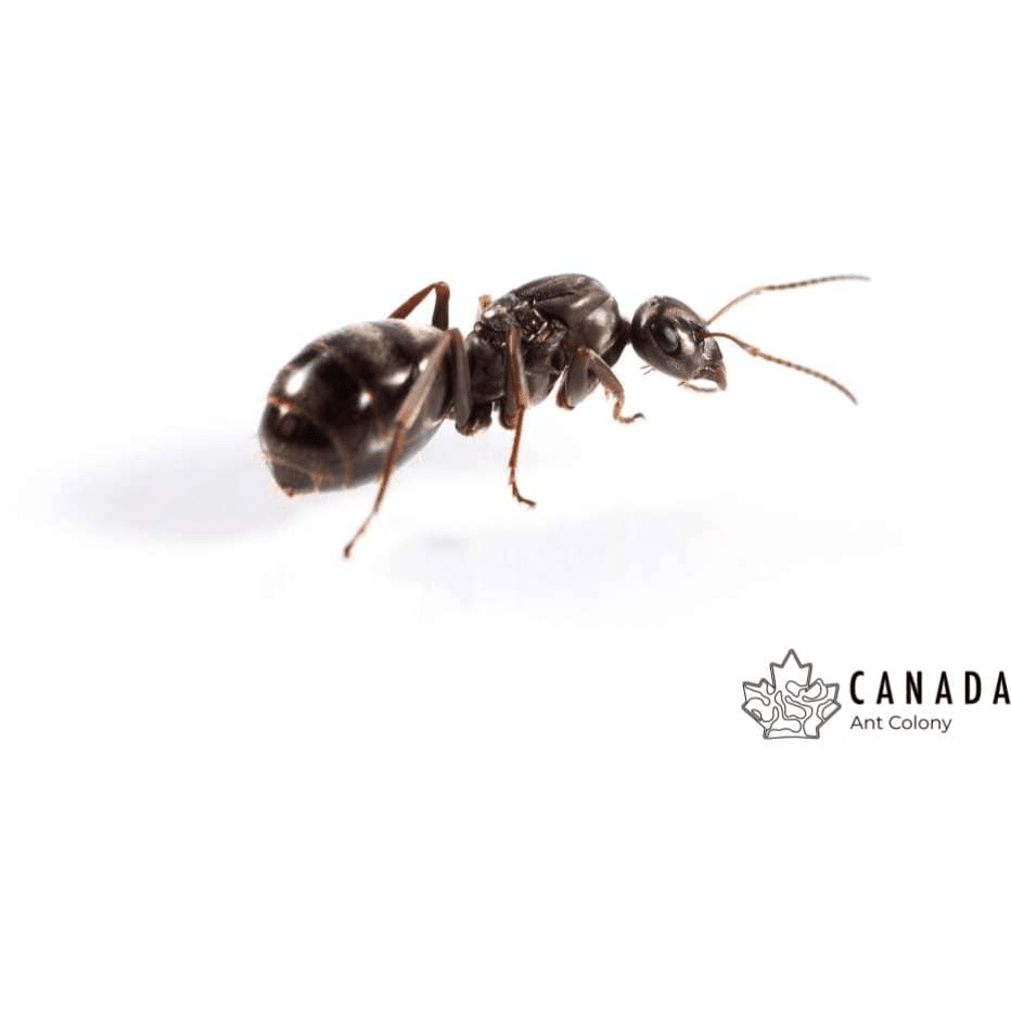Formica subsericea Silky Field Ant canada-colony
