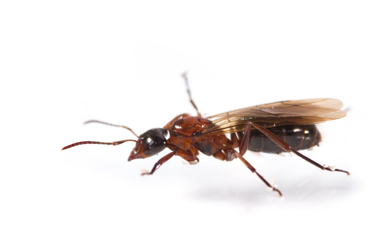 Formica ulkei Ulke's Field Ant canada-colony