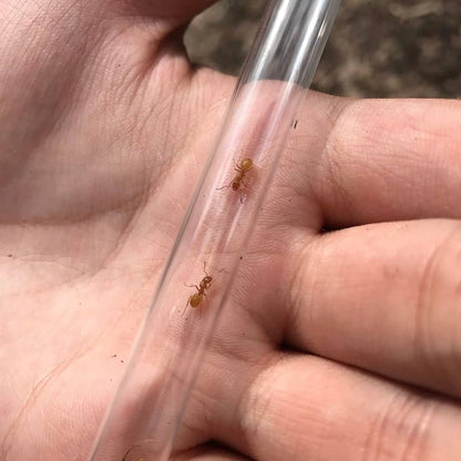 Lasius interjectus Larger Citronella Ant canada-colony