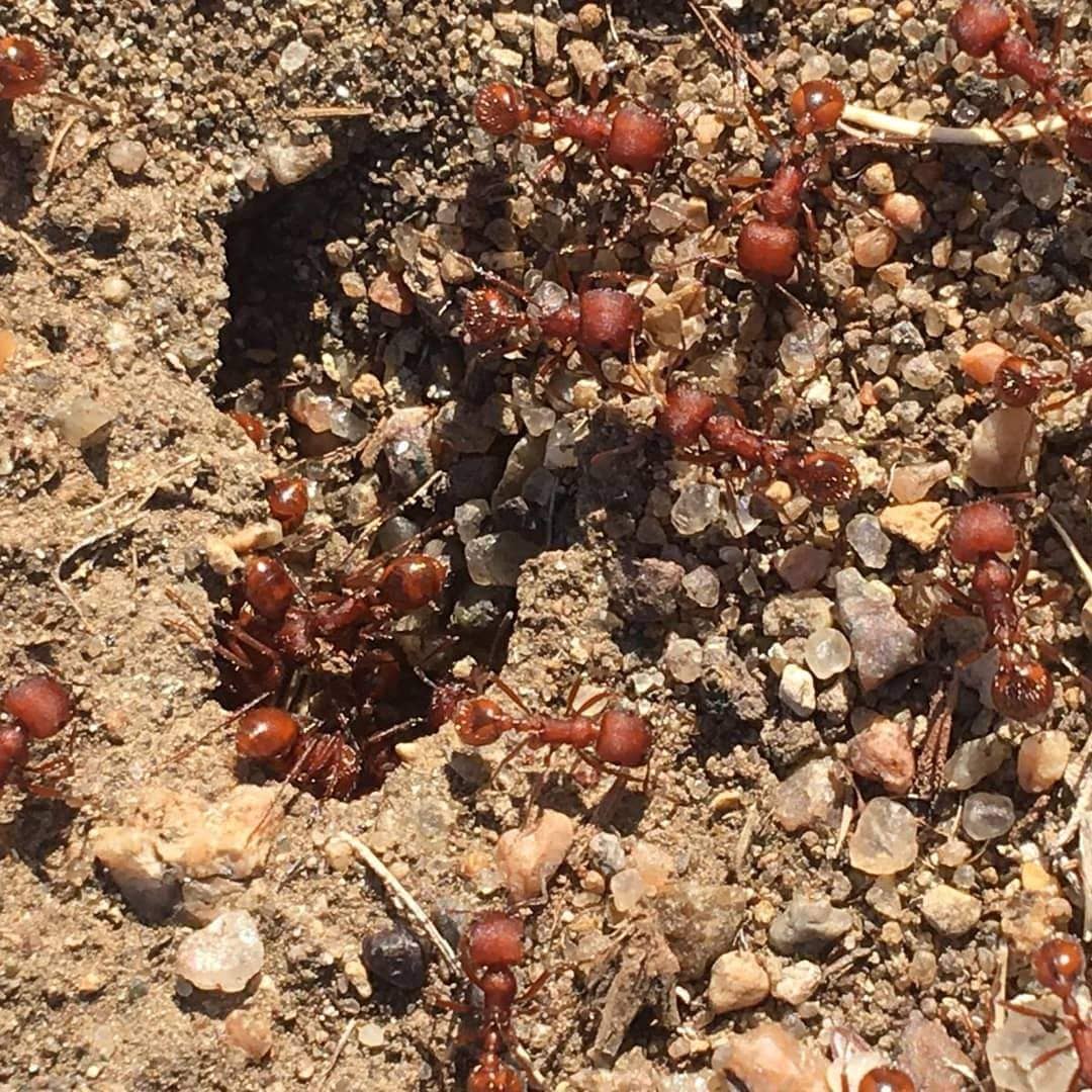 Pogonomyrmex occidentalis Western Harvester Ants canada-colony