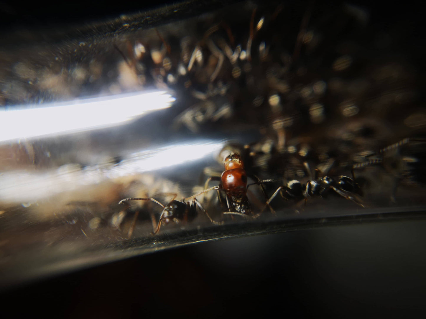 Polyergus mexicanus Mexican Amazon Ant canada-colony