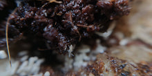 Charger l&#39;image dans la galerie, White Tropical Springtail Culture - Canada Ant Colony
