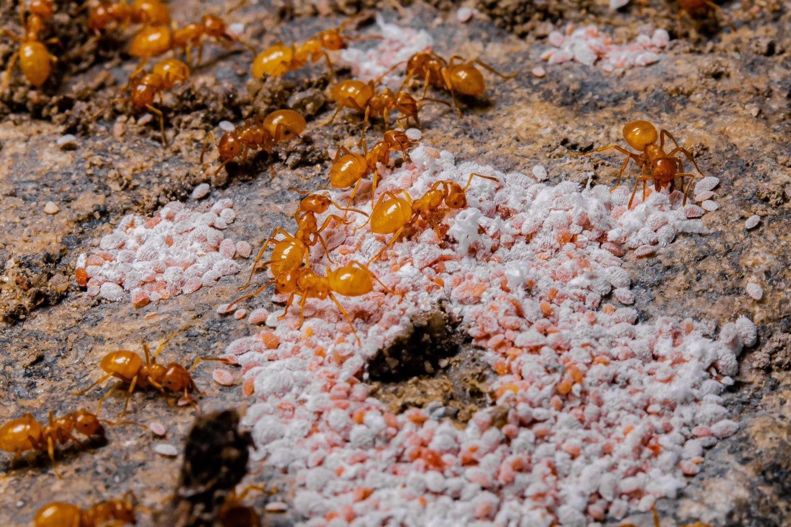Lasius interjectus Larger Citronella Ant canada-colony