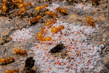 Charger l&#39;image dans la galerie, Lasius interjectus (Larger Citronella Ant) - Canada Ant Colony
