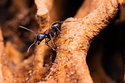 Camponotus novaeboracensis New York Carpenter Ant canada-colony