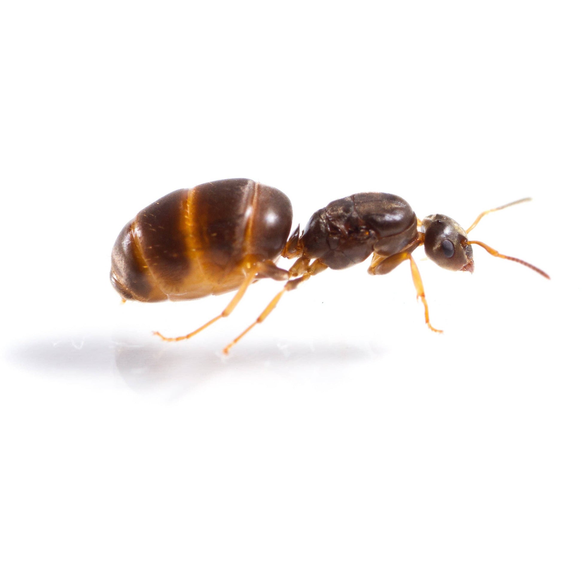 Lasius niger Black Garden Ant canada-colony