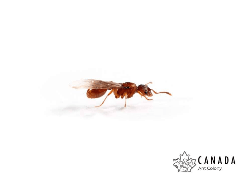 Myrmica americana Alaskan Fire Ant canada-colony