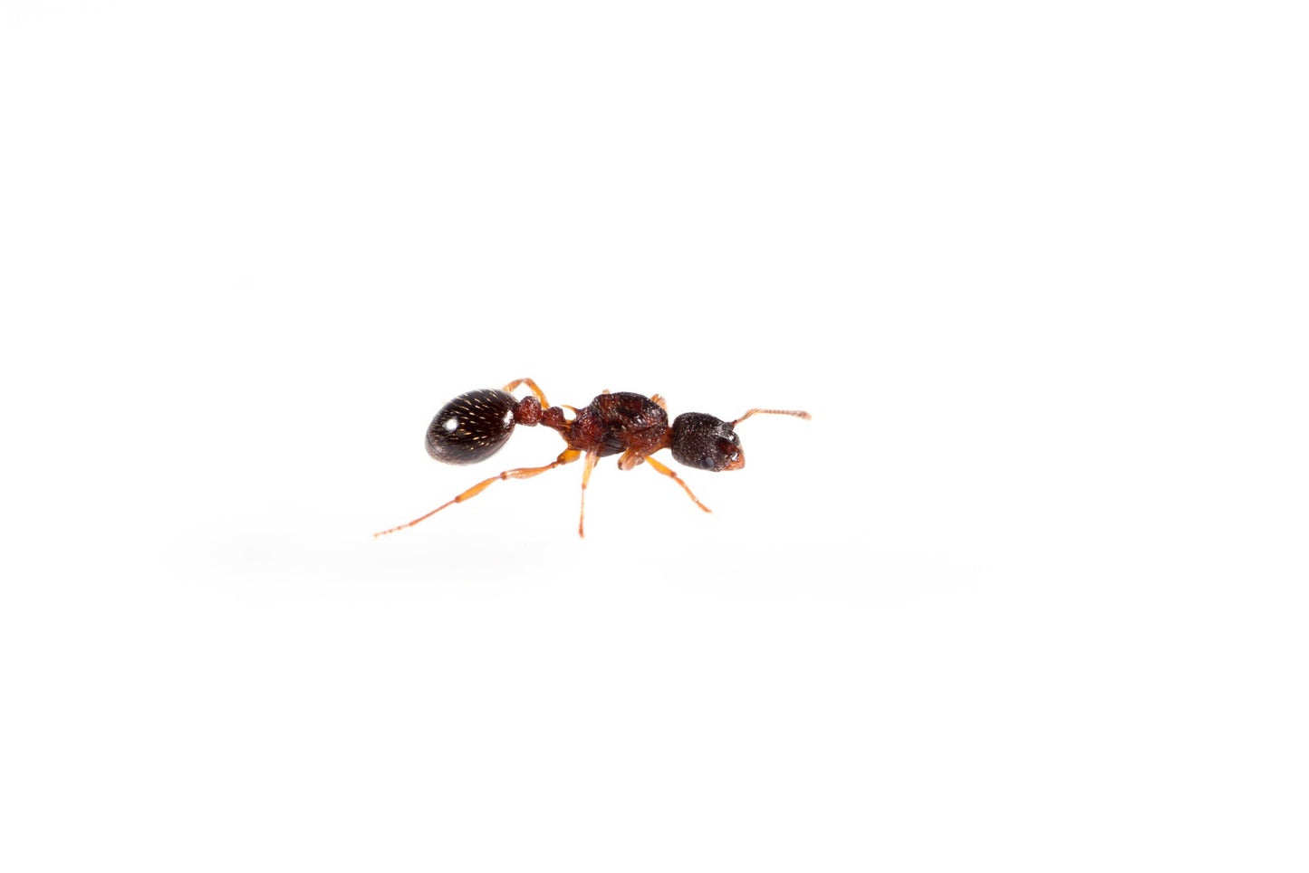 Myrmica americana Alaskan Fire Ant canada-colony