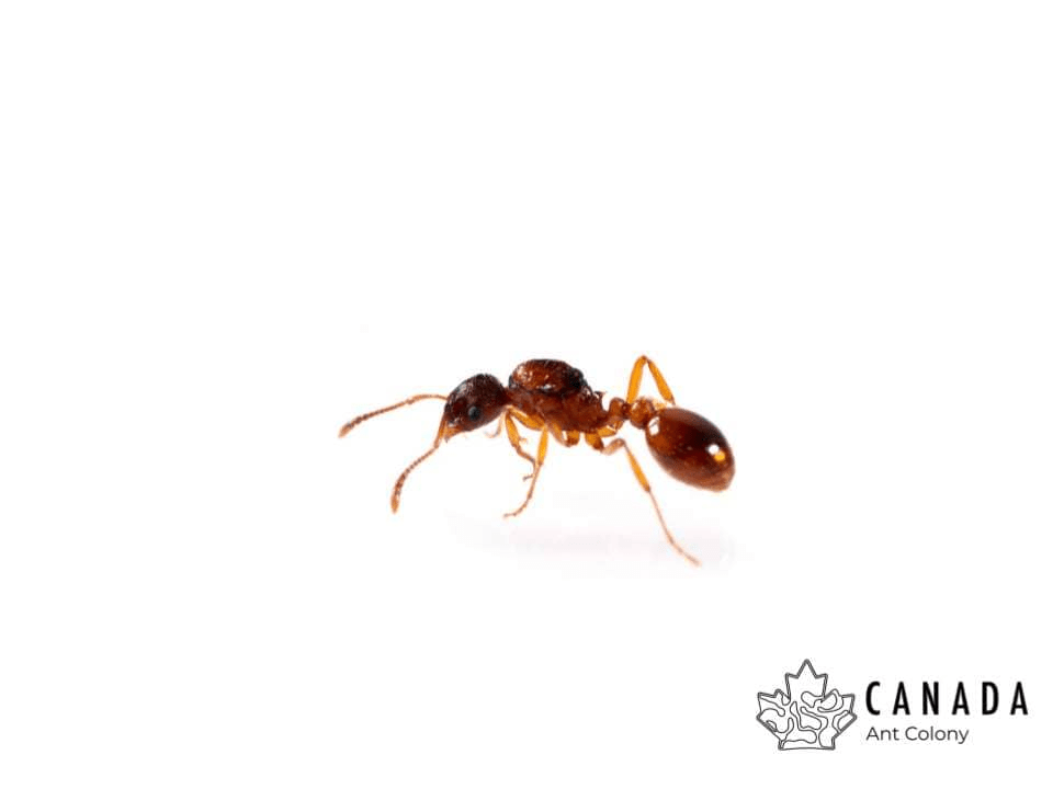 Myrmica rubra European Fire Ant canada-colony