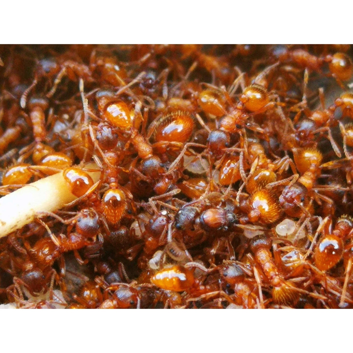 Myrmica rubra European Fire Ant canada-colony