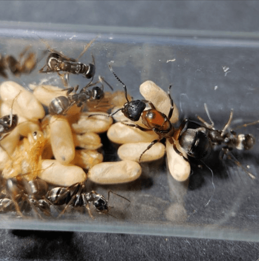 Formica sanguinea Bloody Mound Ants canada-colony