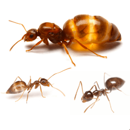 Prenolepis imparis Winter Ants canada-colony