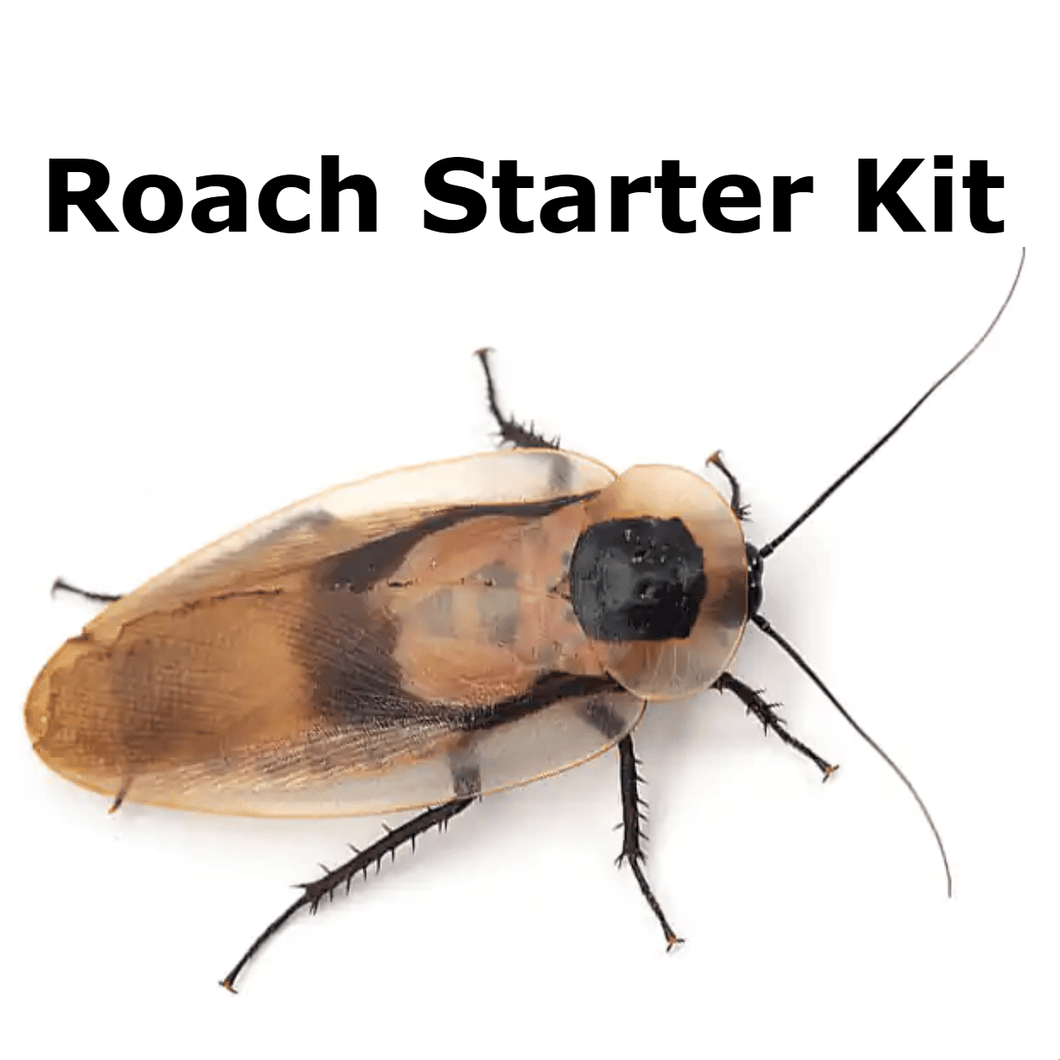 Roach Colony Starter Kit
