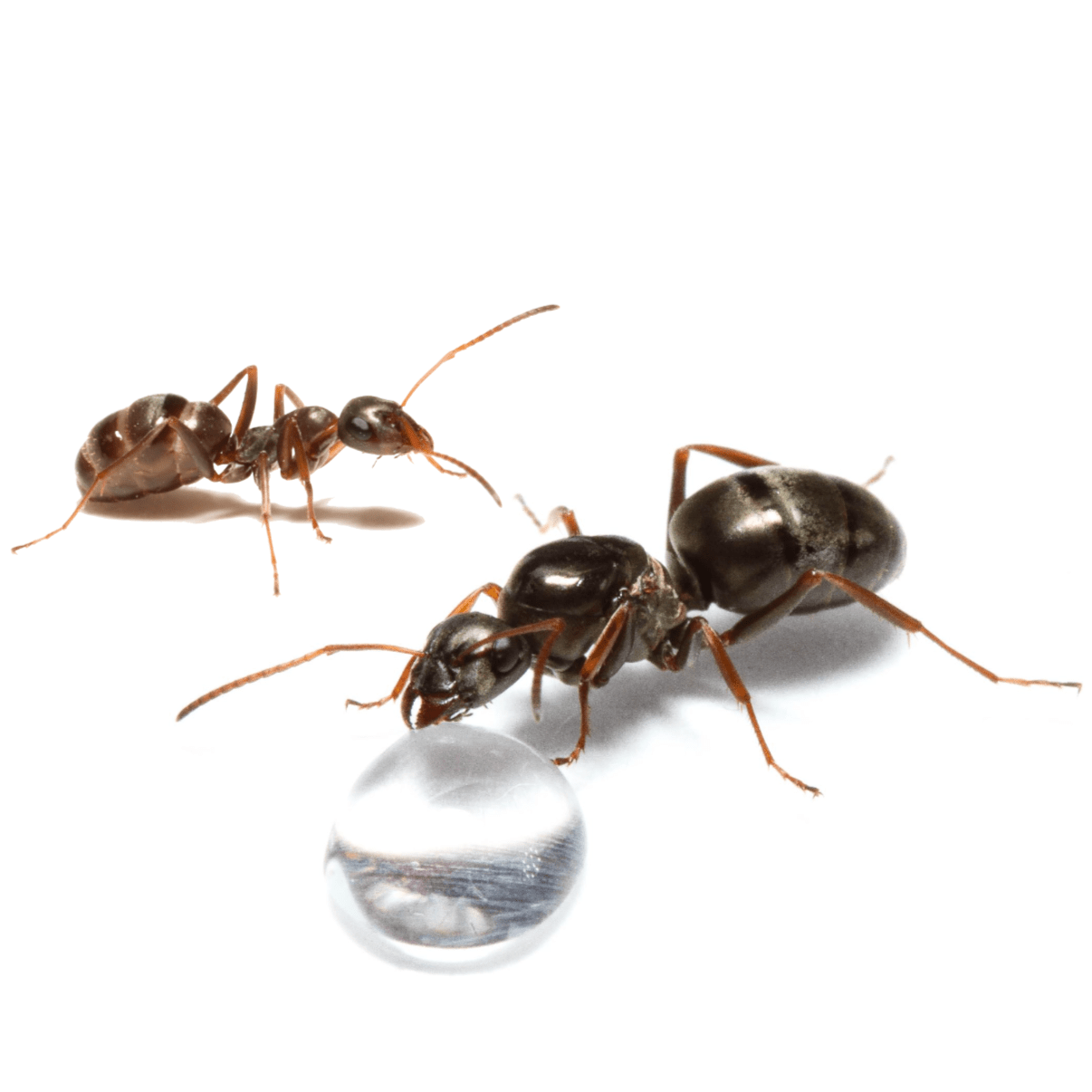 Formica subsericea Silky Field Ant canada-colony
