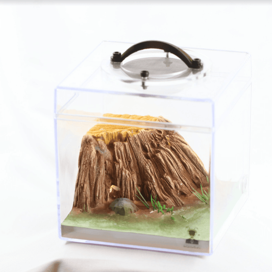 AntCatcherStudio Macroscopic Tree Stump Nest canada-colony