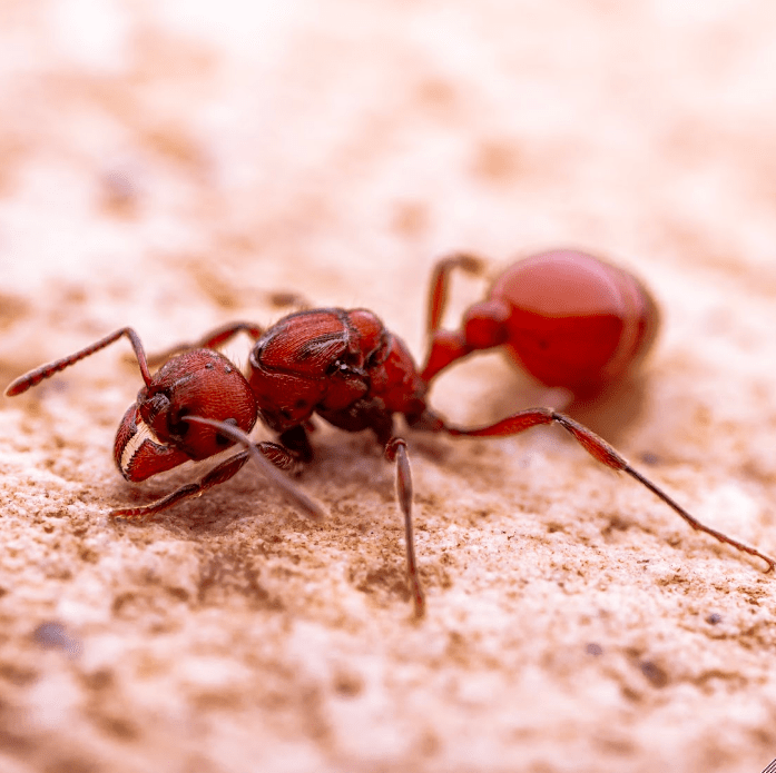 Manica invidia Spiteful Ruby Ant canada-colony