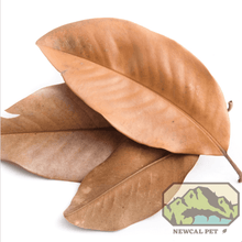 Load image into Gallery viewer, Magnolia Leaves
