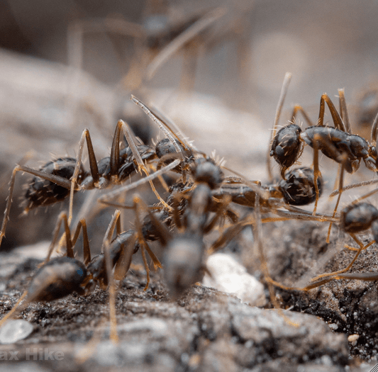 Paratrechina longicornis Black Crazy Ants canada-colony