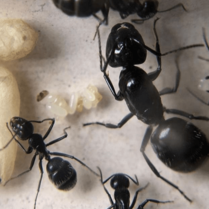 Camponotus laevissimus Glacial Carpenter Ant canada-colony