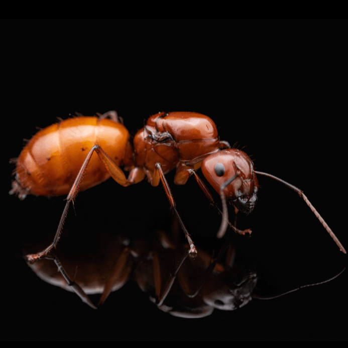 Camponotus castaneus Chestnut Carpenter Ant canada-colony