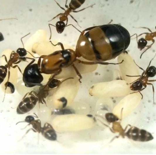 Camponotus essigi Essig's Carpenter Ant canada-colony