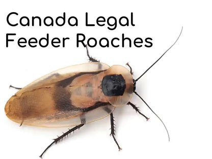 Discoid Roaches Blaberus discoidalis NO SHIPPING DURING WINTER canada-colony