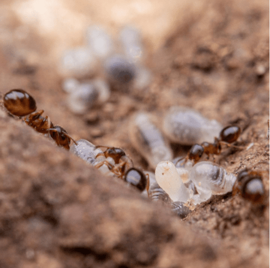 Temnothorax nevadensis Nevada Acorn Ant canada-colony