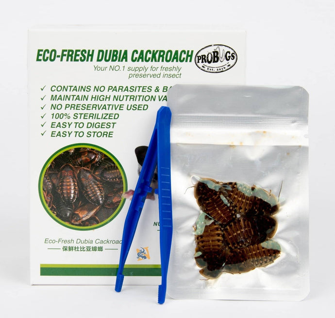 ProBugs Eco-Fresh Dubia Cockroach - Canada Ant Colony