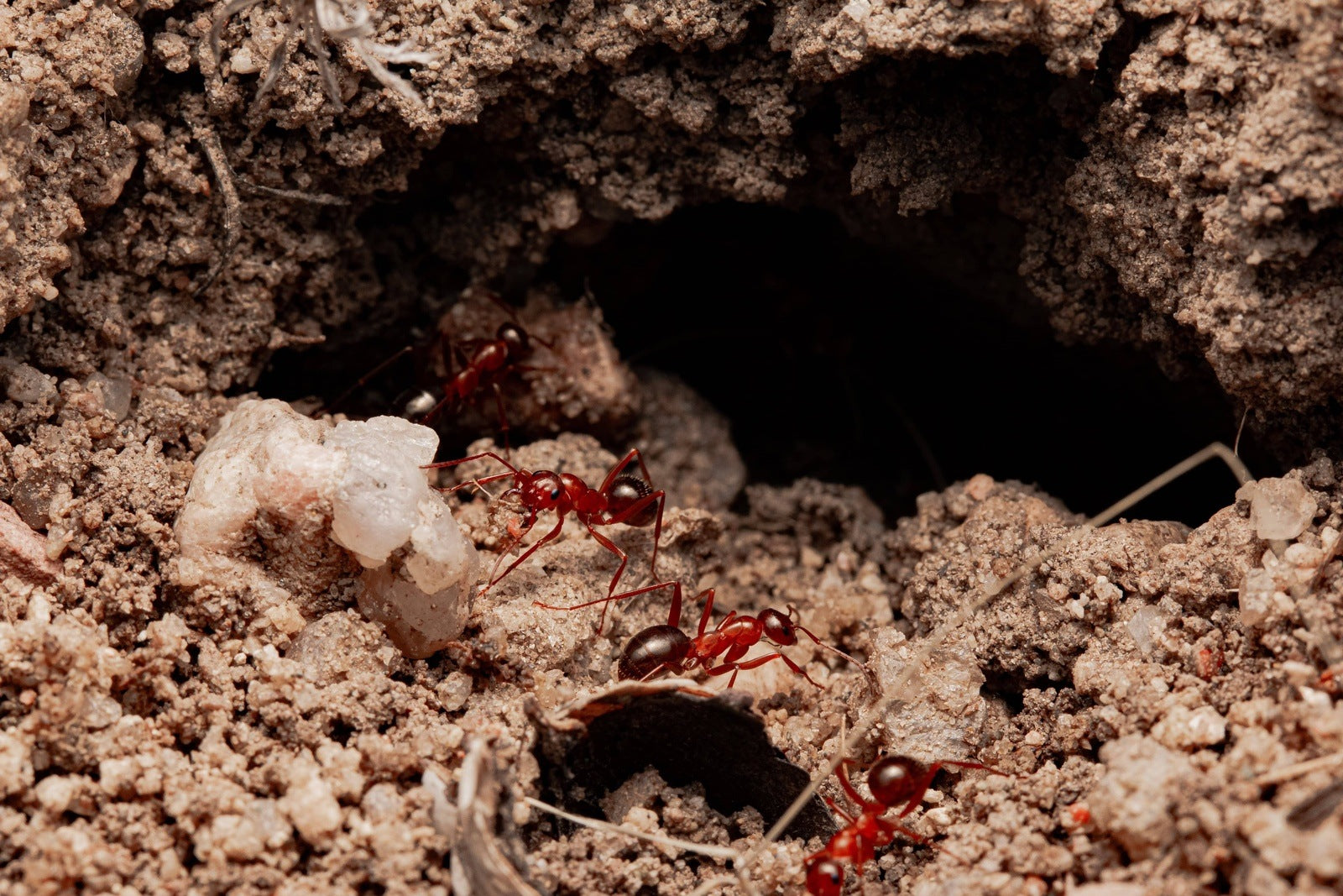 Formica pallidefulva Pale Field Ant canada-colony
