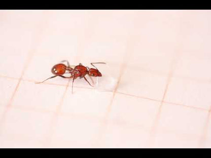 Aphaenogaster tennesseensis (Tennessee Collared Ant)
