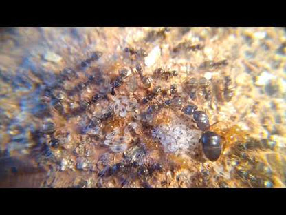 Lasius aphidicola (fourmi floue ombragée)