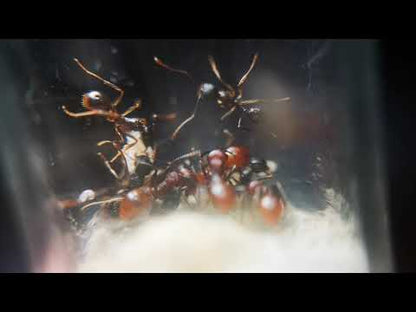 Aphaenogaster tennesseensis (fourmi à collier du Tennessee)
