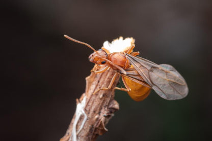 Prenolepis imparis Winter Ants canada-colony