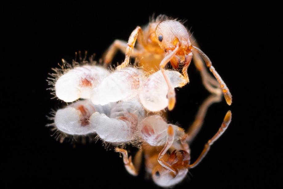 Tetramorium immigrans Pavement Ant canada-colony