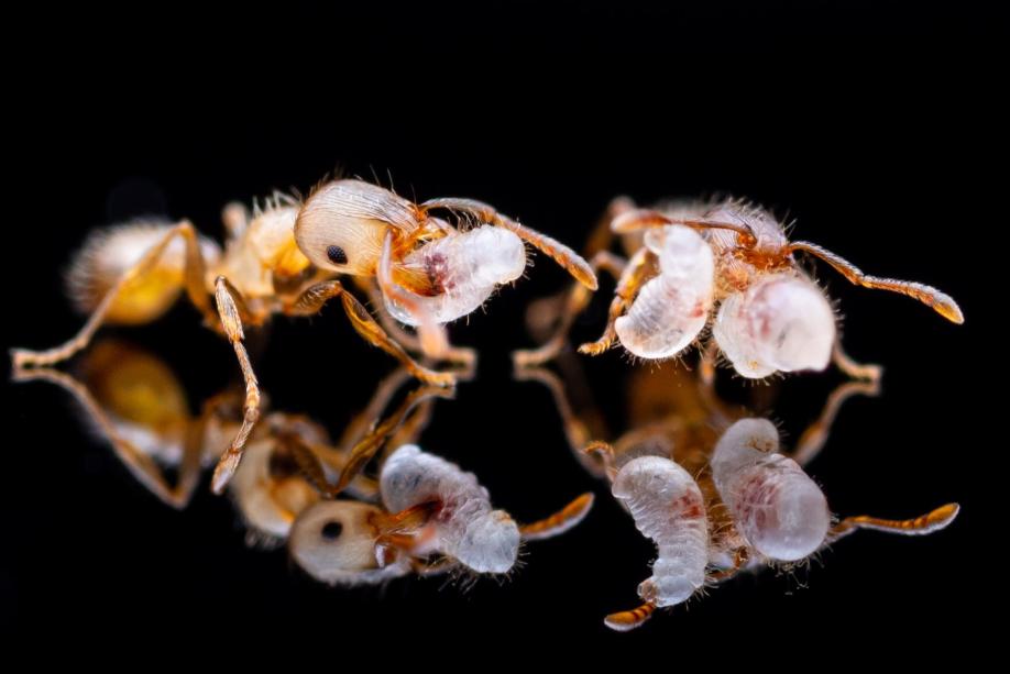Tetramorium immigrans Pavement Ant canada-colony