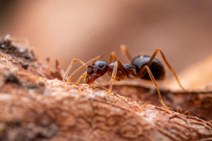 Prenolepis imparis Winter Ants canada-colony