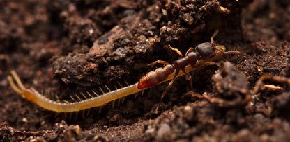 Stigmatomma oregonense Western Vampire Ant canada-colony