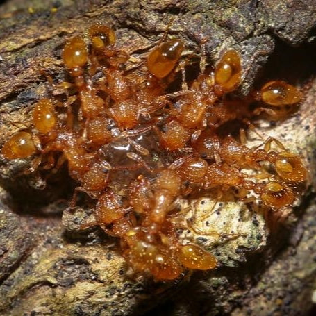 Tetramorium simillimum Yellow Guinea Ant canada-colony