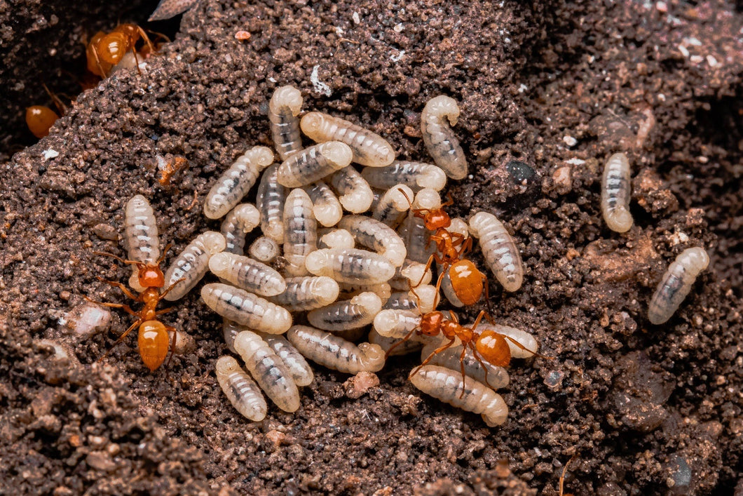 Lasius interjectus (Larger Citronella Ant) - Canada Ant Colony