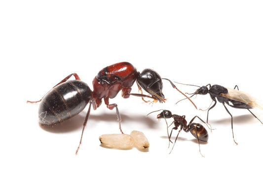 Camponotus novaeboracensis New York Carpenter Ant canada-colony