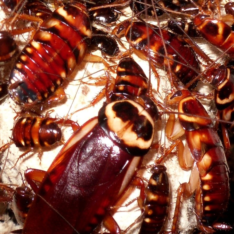 Australian Roaches (Periplaneta australasiae)